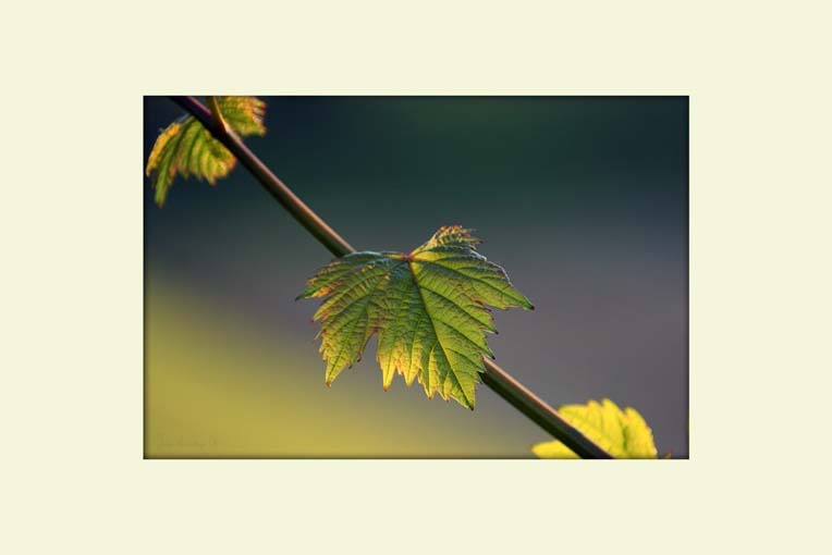 04WeinblattIMG0472d02