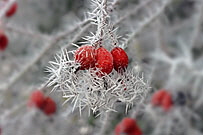 Ice and snow