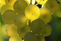 Wein 2013 / vine