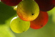 Weinbilder 2010 / vine