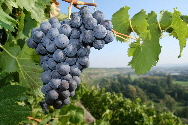 Weintraube 2008 / vine