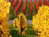 Herbst im Weinberg