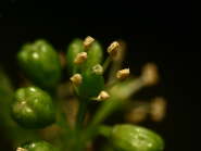 IMG_1433f2009